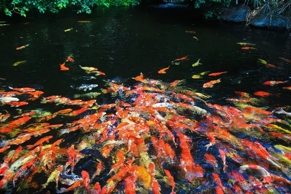 Pesci Koi in acqua — Foto Stock