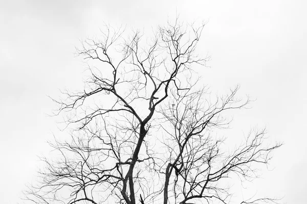 Árvore morta no fundo do céu — Fotografia de Stock