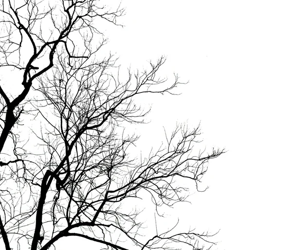 Dead tree on sky background — Stock Photo, Image