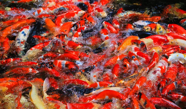 Koi peces en el agua —  Fotos de Stock