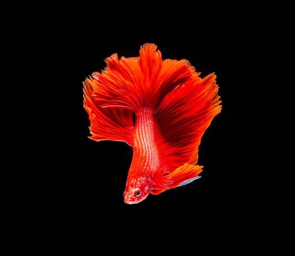Ikan petarung Siam — Stok Foto
