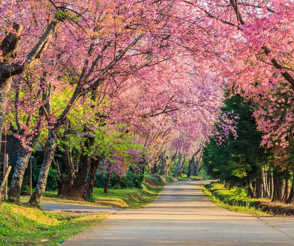 Sakura or cherry blossom trees — Stock Photo, Image