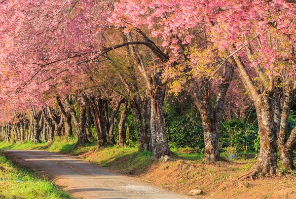 Sakura veya kiraz çiçeği ağaçlar — Stok fotoğraf