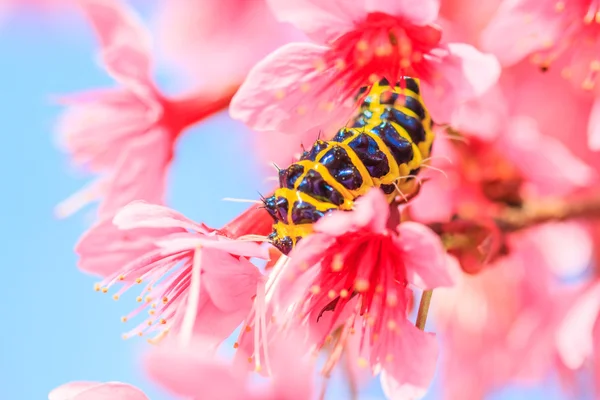 Červi na květy Sakura — Stock fotografie