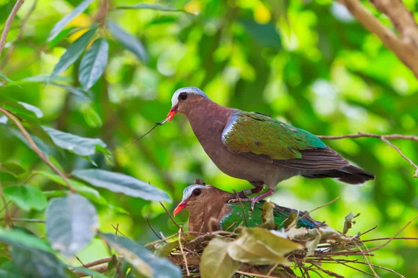 Bird Emerald Dove — Stock Photo, Image