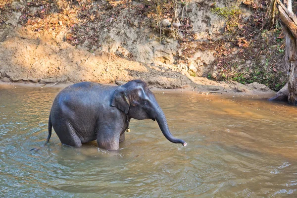 Show Elephant bath in Thailand — Stock Photo, Image