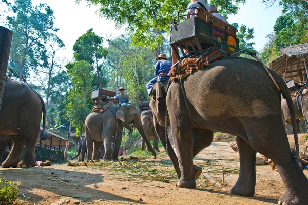 Thai people on elephants wait for tourists — Stock Photo, Image