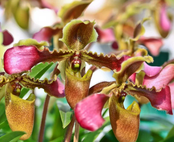 Vackra orkidé blommor — Stockfoto