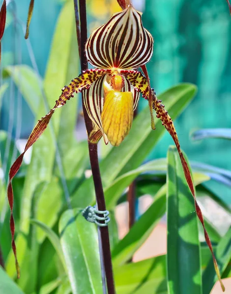 Vacker orkidé blomma — Stockfoto