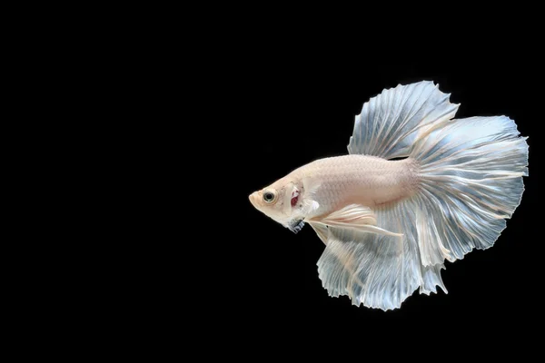 Siamese fighting fish — Stock Photo, Image