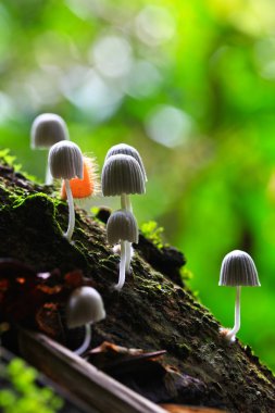 White mushrooms in the forest clipart