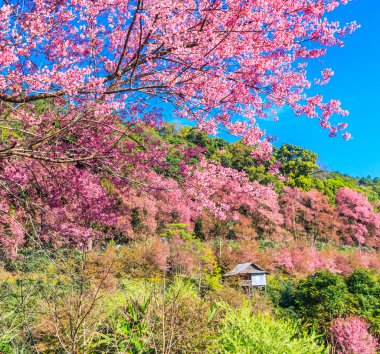 manzara kiraz çiçeği  