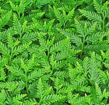 eğreltiotu yaprakları yakın 