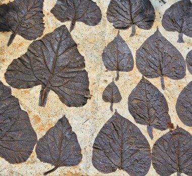 Harç kuru sonbahar yaprakları 