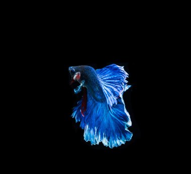 Güzel Siyam Balığı