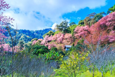 manzara kiraz çiçeği  