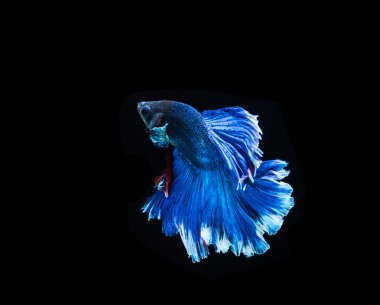 Güzel Siyam Balığı