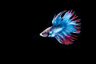 Güzel Siyam Balığı