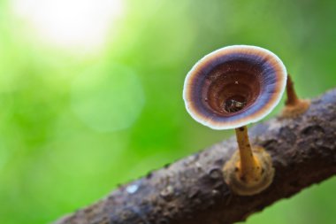 Doğa kahverengi mantar