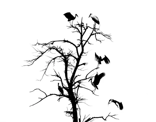 Arbre mort et oiseaux — Photo