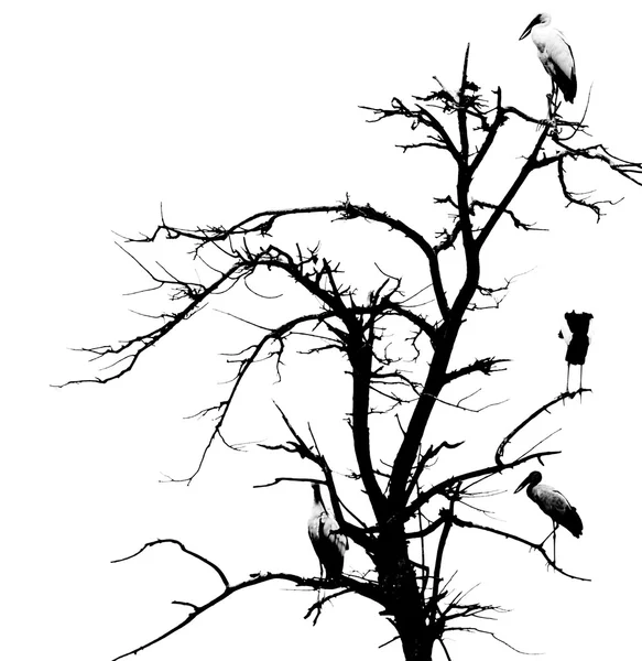 Árbol muerto y aves — Foto de Stock