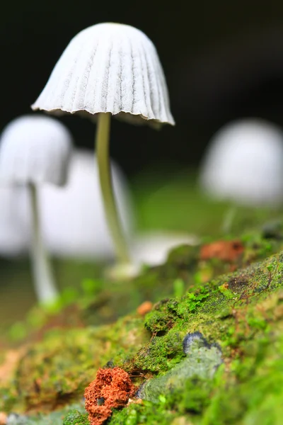 White mushrooms in the forest — Stock Photo, Image