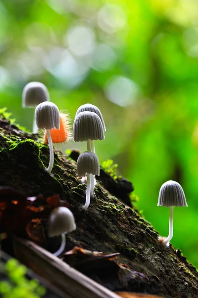 White mushrooms in the forest — Stock Photo, Image