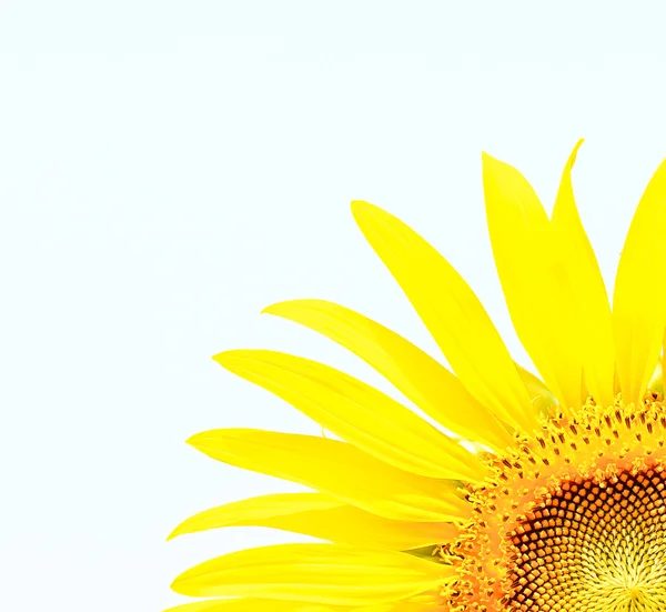 Vakker gul solsikke – stockfoto