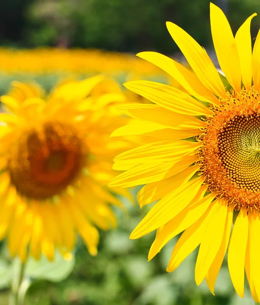 Beaux tournesols jaunes — Photo