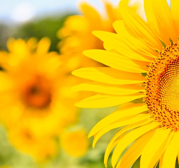 Hermoso girasol amarillo —  Fotos de Stock