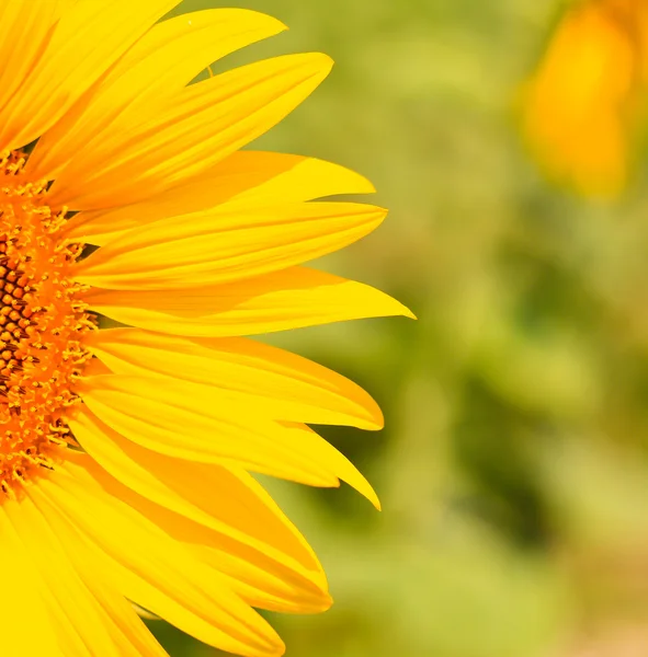 Mooie gele zonnebloem — Stockfoto