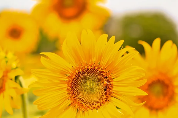 Schöne gelbe Sonnenblumen — Stockfoto