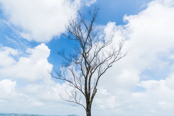 Árbol muerto en el fondo del cielo —  Fotos de Stock