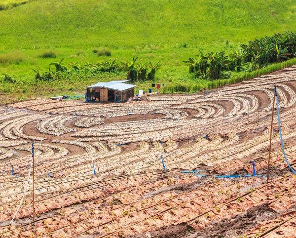 Plantación de fresas —  Fotos de Stock