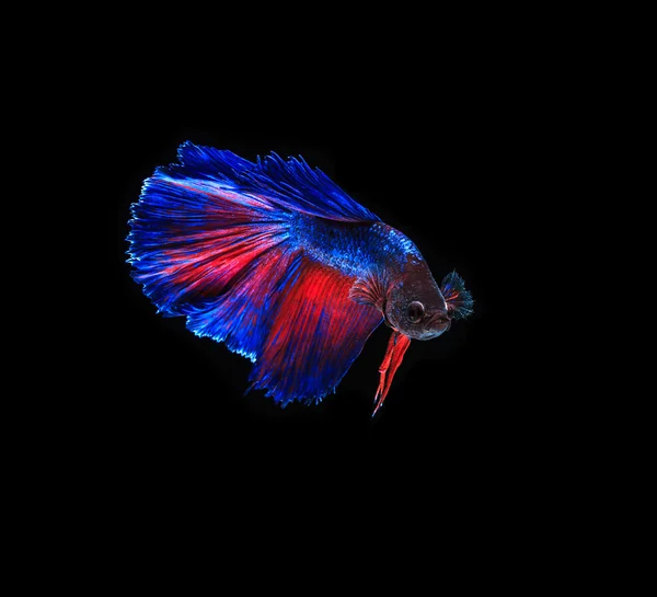 Vackra striderna fisk — Stockfoto