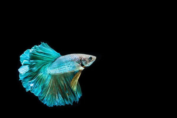 Ikan petarung yang cantik — Stok Foto