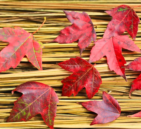Hay Maple Leaves — Stock Photo, Image
