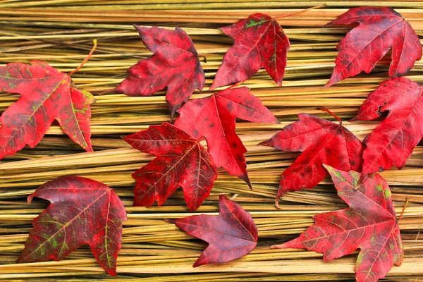 Hay Maple Leaves — Stock Photo, Image