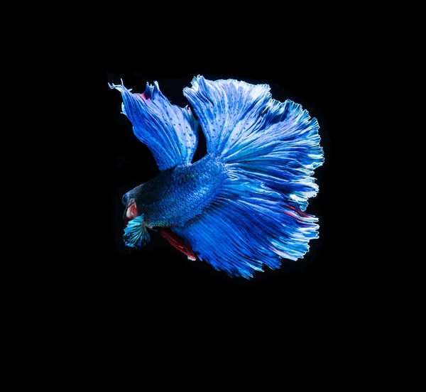 Bright fighting fish — Stock Photo © Deerphoto 148489747