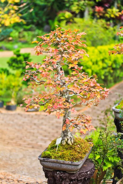 Albero di acero bonsai — Foto Stock