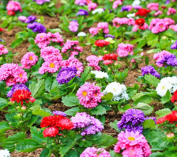 Belo jardim de flores — Fotografia de Stock