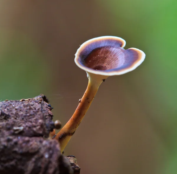 自然棕色蘑菇 — 图库照片