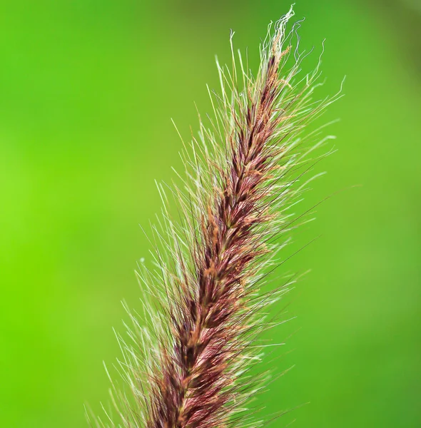 Hierba sobre fondo verde borroso — Foto de Stock