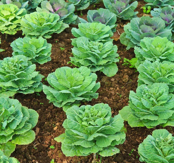 Fresh green lettuce garden — Stock Photo, Image