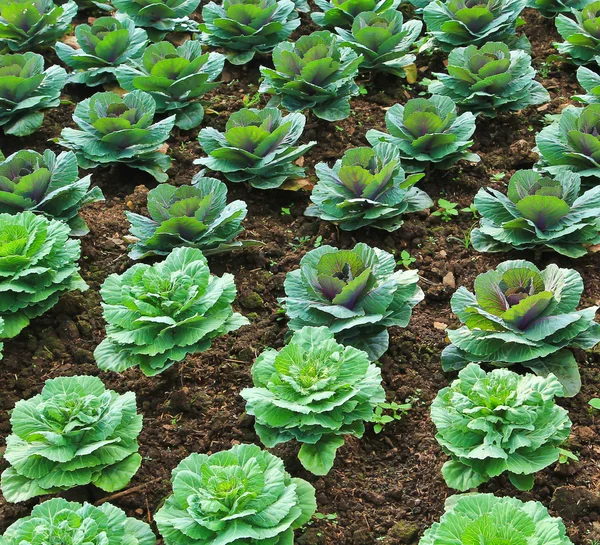 Frischer grüner Salatgarten — Stockfoto