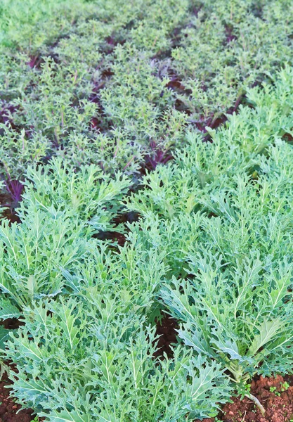 Jardín de lechuga verde — Foto de Stock