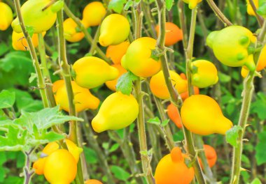 Patlıcan solanum mammosum bitkiler