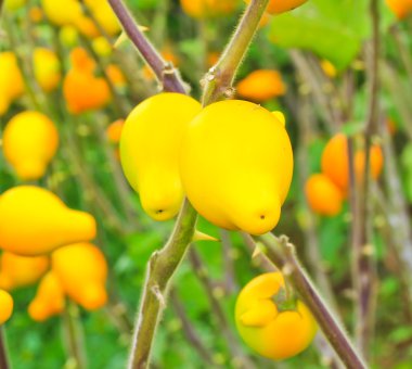 Patlıcan solanum mammosum bitkiler