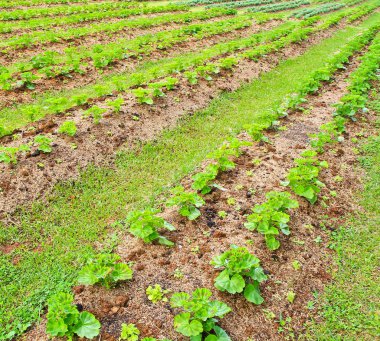 Taze yeşil sebze araziler 