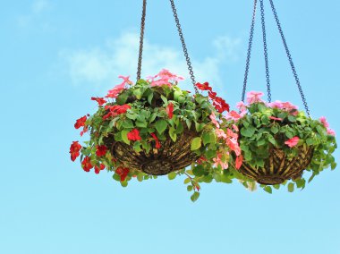 çeşitli bahçe çiçekleri